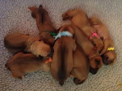the puppy pile